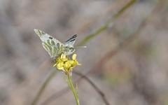 Euchloe grancanariensis