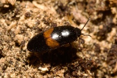 Drapetes mordelloides