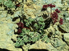 Lomatium cuspidatum