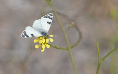 Euchloe grancanariensis