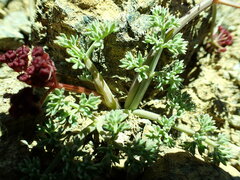 Lomatium cuspidatum