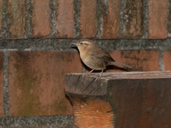 Troglodytes aedon brunneicollis