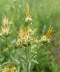 Centaurea salonitana