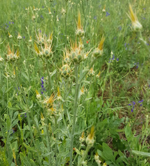 Centaurea salonitana