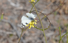 Euchloe grancanariensis