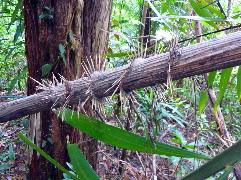 Myrialepis