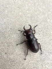 Lucanus capreolus
