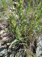Penstemon eriantherus