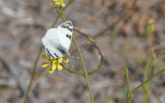 Euchloe grancanariensis