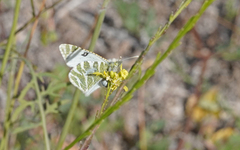Euchloe grancanariensis