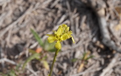 Euchloe grancanariensis