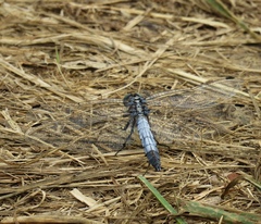Orthetrum cancellatum