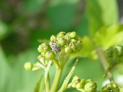 Cionus scrophulariae