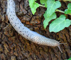 Limax conemenosi