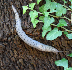 Limax conemenosi