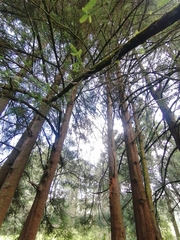 Abies religiosa