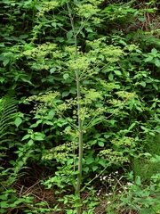 Peucedanum verticillare