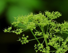 Peucedanum verticillare