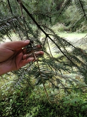 Abies religiosa