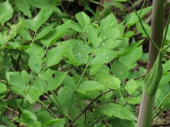 Peucedanum verticillare