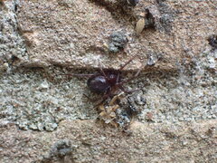 Steatoda grossa