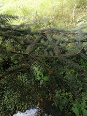Abies religiosa