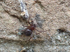 Steatoda grossa