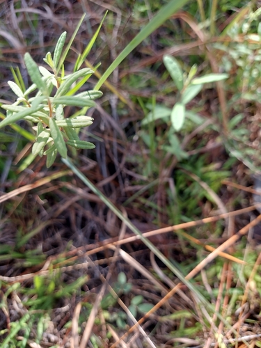 Crocanthemum corymbosum, photograph 3
