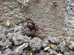 Steatoda grossa