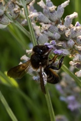 Megachile parietina