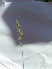 Cenchrus gracillimus