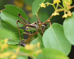 Eupholidoptera smyrnensis