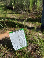 Cenchrus gracillimus