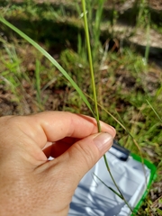 Cenchrus gracillimus