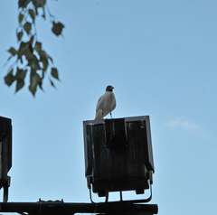 Chroicocephalus ridibundus