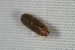 Synecdoche impunctata