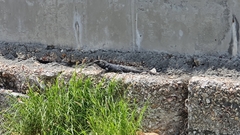 Ctenosaura pectinata