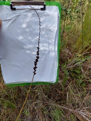 Schoenocaulon dubium