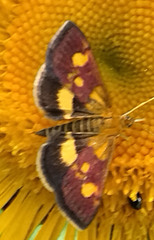 Pyrausta falcatalis