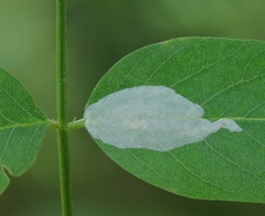 Macrosaccus robiniella