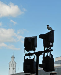 Chroicocephalus ridibundus