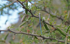 Chalcides sexlineatus