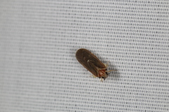 Synecdoche impunctata
