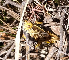 Prionotropis hystrix