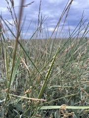 Sporobolus anglicus