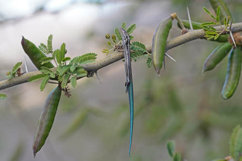 Tenerife skink, Chalcides viridanus