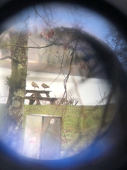 Alopochen aegyptiaca