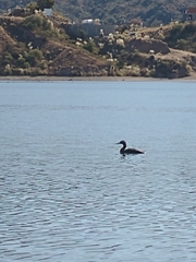 Podiceps major