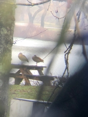 Alopochen aegyptiaca