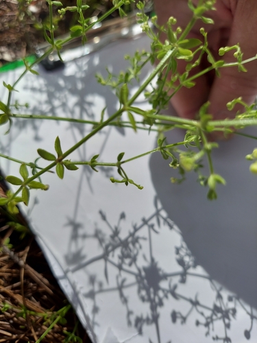 Image of Galium bermudense by (c) Athena Philips, some rights reserved (CC BY)